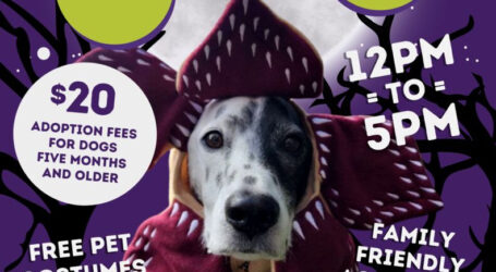 Celebrate «Howl-O-Ween» with BARC: Reduced Dog Adoption Fees, Family Friendly Spooky Fun 