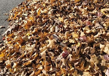 Bulk Leaf Collection Resumes October 17