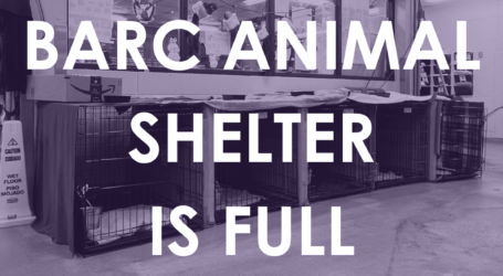 BARC at Full Capacity, Open Adoptions Center for Additional Hours